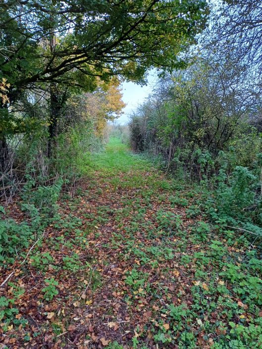 A narrow woodland path covered in green plants and fallen leaves, bordered by dense bushes and trees with autumn foliage, leading into the distance under a partly cloudy sky.